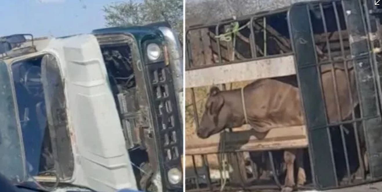 Caminhonete carregada de animais tomba em Oatos nesta segunda-feira (14); veja vídeo 