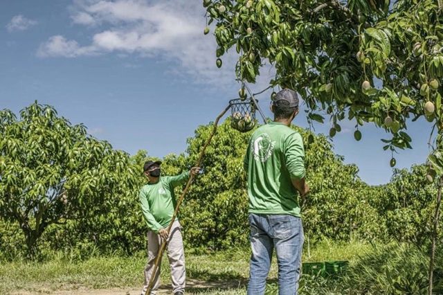 Fazenda Tamanduá abre 120 vagas de trabalho para início da colheita da manga